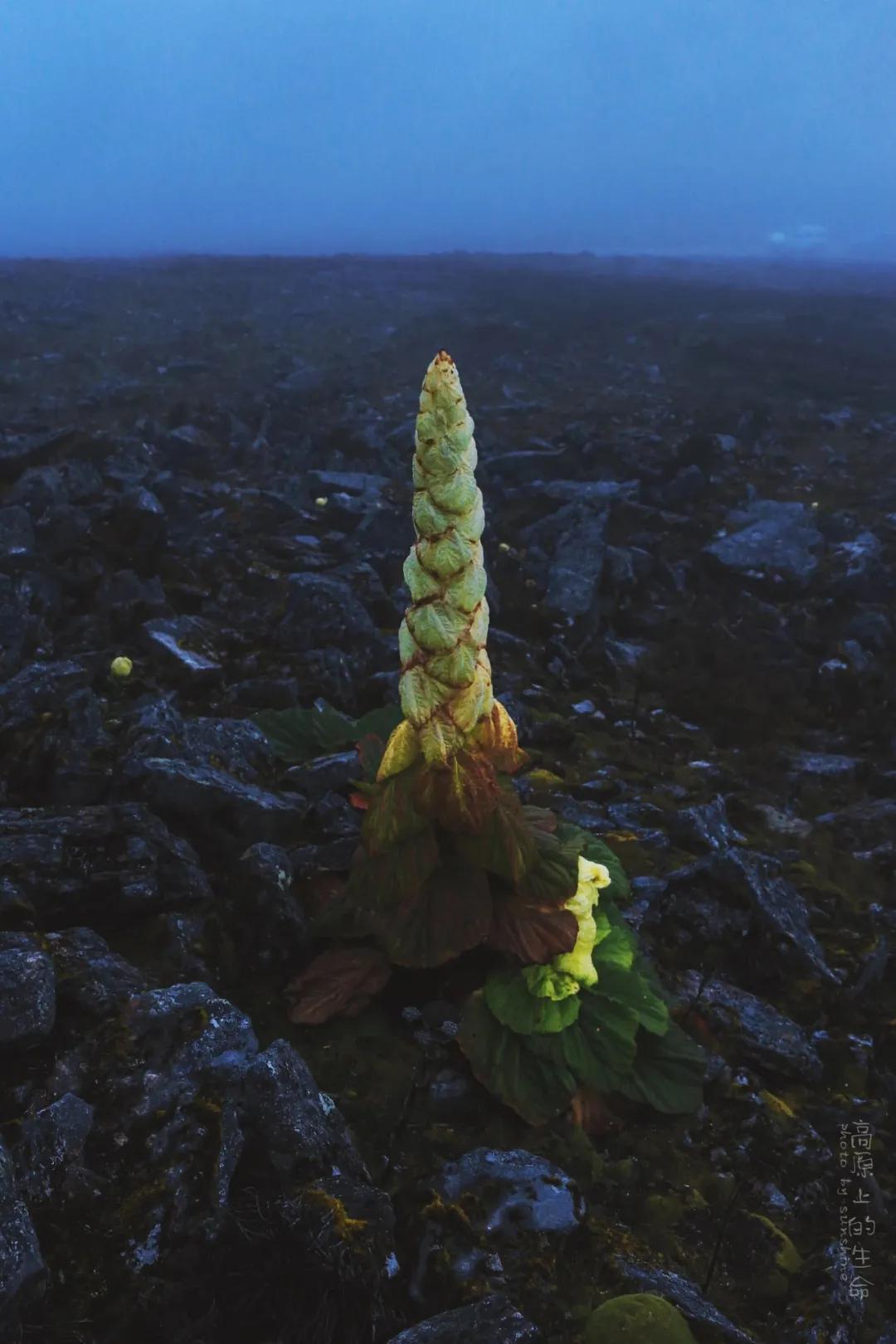塘栖古镇 收下这份赏花图鉴，走进西藏初夏的梦境