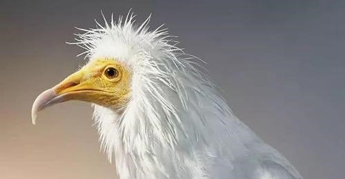 北斗导航 松鼠有“失忆症”?15个关于动物的冷知识,真实存在且很有趣!