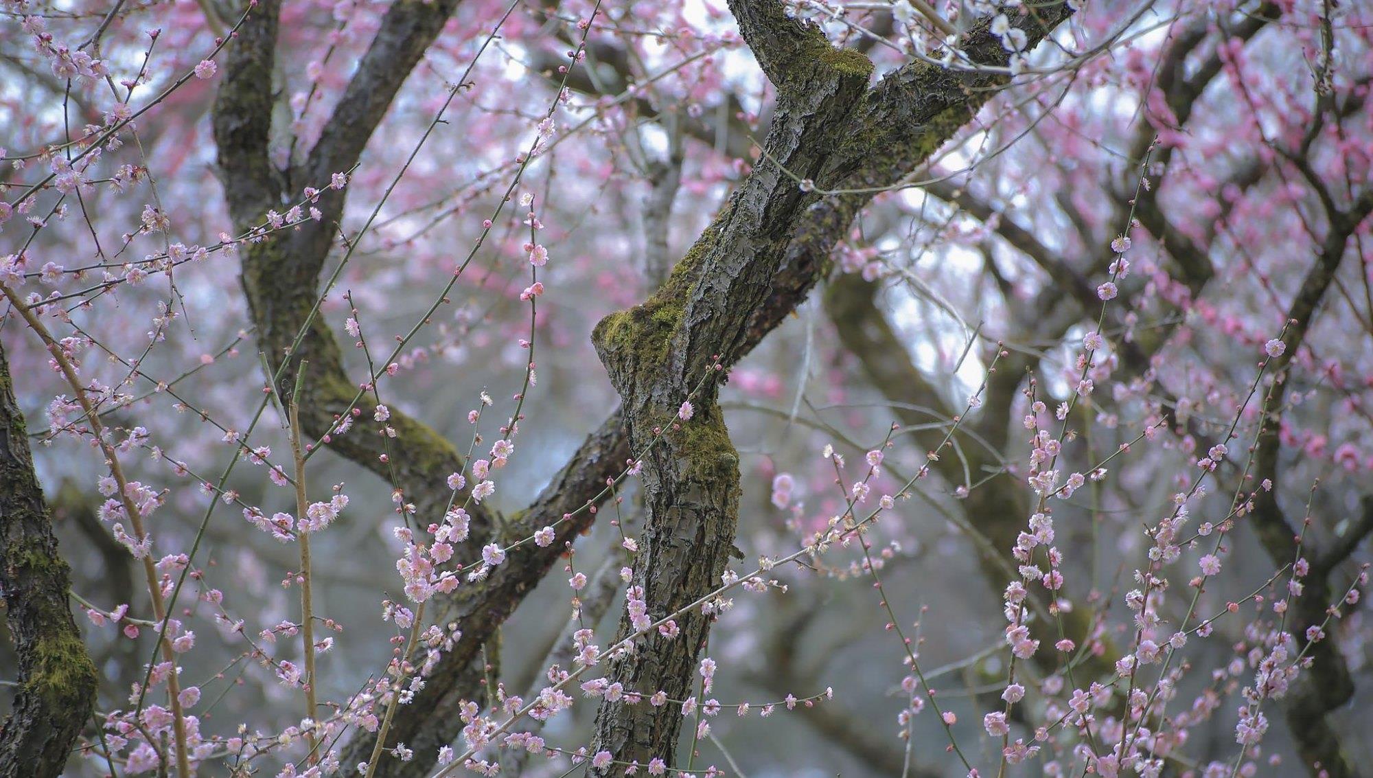 长脖子爸比说|四川重庆是一家：除共同热爱的火锅外，这道夏天美食也拒绝不了