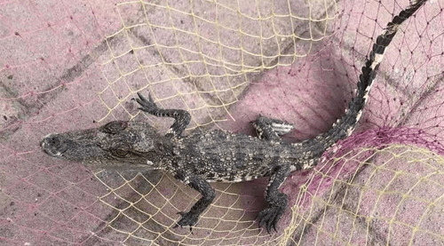 舜网 小伙发现干涸的池塘,塘底有东西在翻腾,没想到出来一个恐怖的家伙