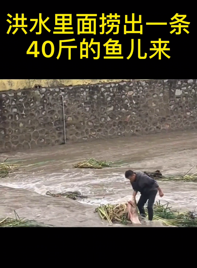 山西省 山西洪水过境，40斤大鱼被水草缠住，小伙下河捞起，网友：放生吧