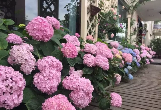 宁波|150㎡私家别墅庭院，打造花开满园的自然舒适小花园，太美了