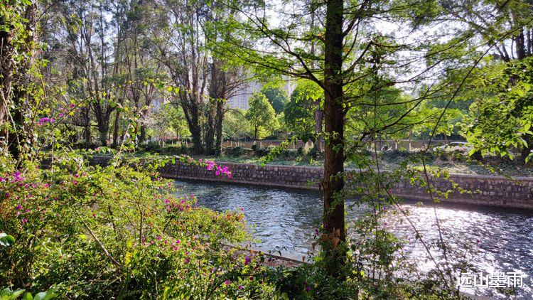 远山墨雨 昆明盘龙江边绿树浓荫、叶子花开，春来江水绿如蓝的景致，美