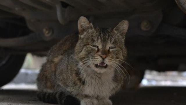 榴莲哥聊 男子养了8年的猫失踪，半个月后发现尸体在花坛里！生前惨遭虐待