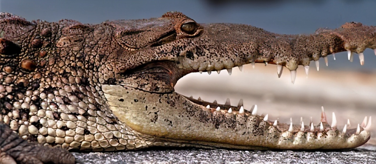 火星 鲨鱼一生可换数万颗牙，鳄鱼可换50次牙，为什么人类只能换一次？