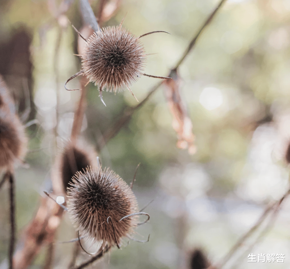 生肖|6月，意气风发，努力赚钱，大有收获，3生肖机会多的是，悄悄致富
