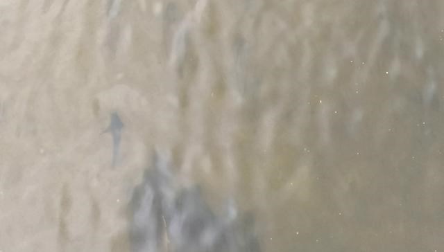 广东省|清道夫将占领两广河道？广东钓鱼人：又肥又大，一两斤一条