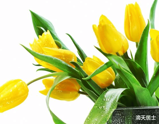 滴天居士|盘点那些有利财运的绿植，你买对了嘛