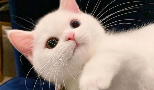 木木尔小倩|无语子,这“猫爪色”也太可爱了吧,又娇又魅,难怪女人都喜欢