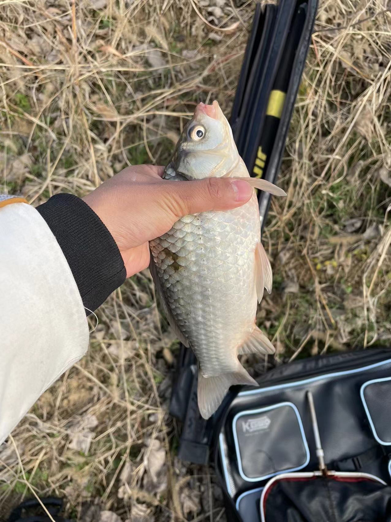 饵料|钓鱼的应变之的方法，没鱼最好的钓法只有最适合的方法