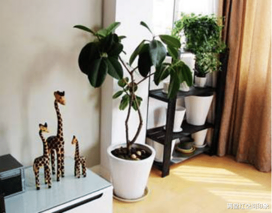 |快来了解室内适合摆放哪些花卉、绿植