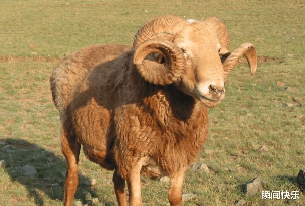 生肖|大金羊，8月不再被束缚，职场遇贵人，咸鱼能翻身，工作再创新高