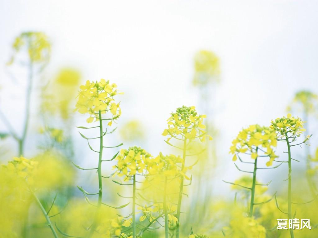 夏晴风 这一生，不亏欠别人，也不愧对自己