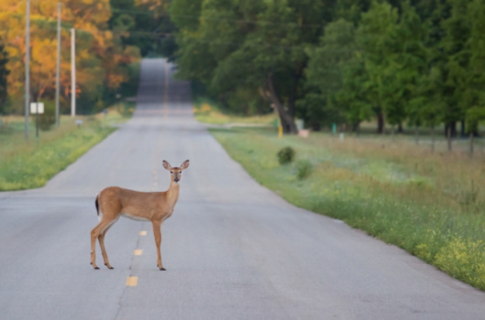 白尾鹿 白尾鹿在美国被疯狂猎杀，头部中箭后仍顽强存活，它做错了啥？
