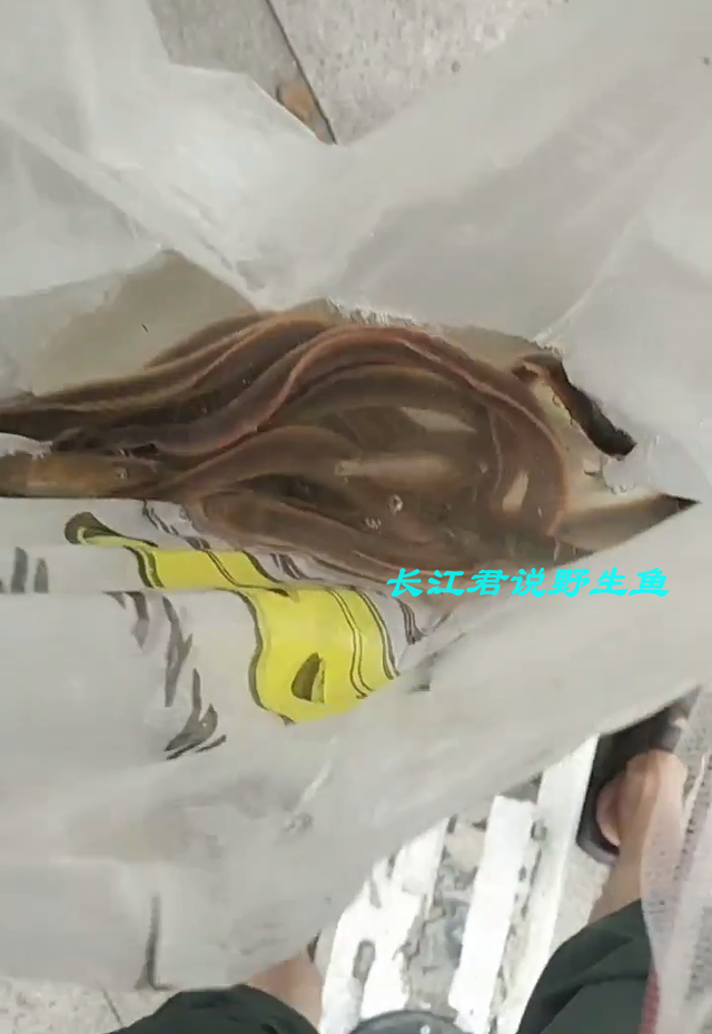 |东江出现许多“奇鱼”,钓鱼人:连续几天钓到,一开始以为是河鳗