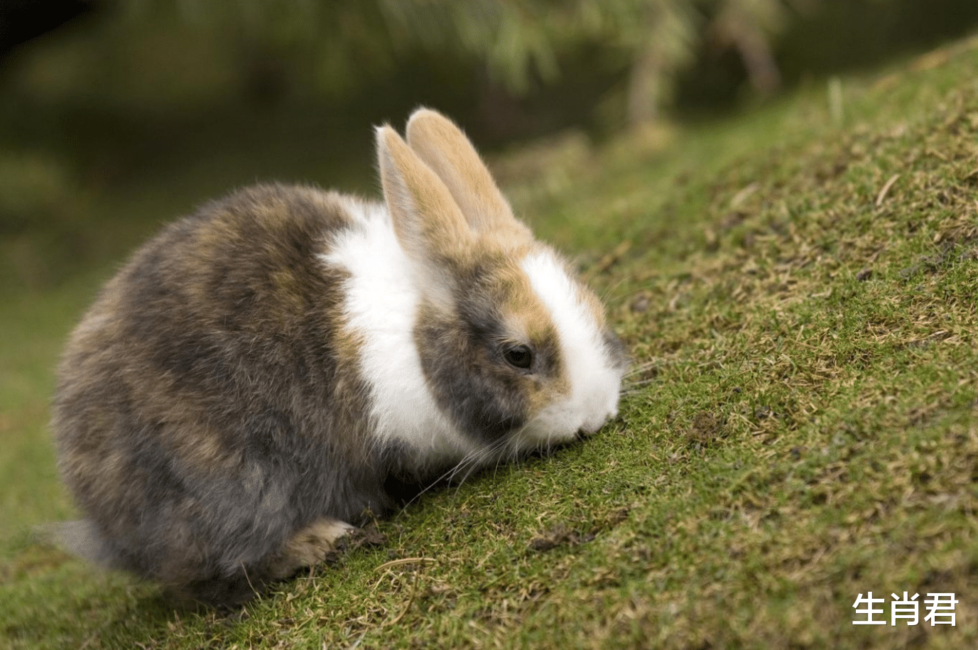 穿衣搭配|接下来半个月，属兔人咸鱼大翻身，抓住天赐良机逆袭职场