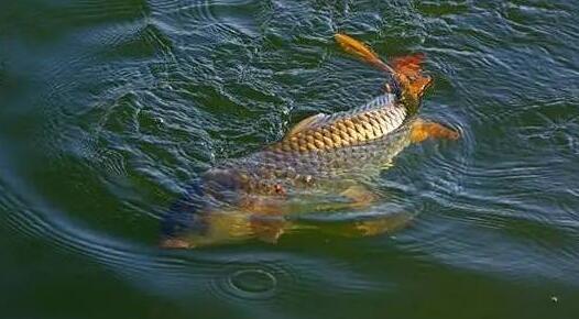 |冬天钓鱼上了几条鱼后就不吃口了，掌握两个点瞬间鱼护满满！