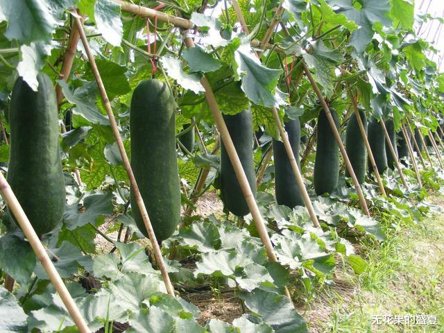 运动|七种“越吃越瘦”的食物,蘑菇上榜,第1经常被忘记,1运动很关键