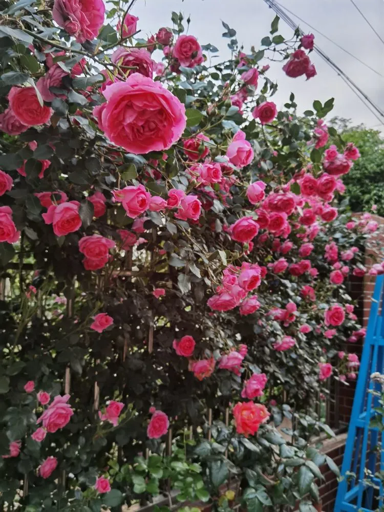 乡村自建房70㎡小院，DIY造花园，享受惬意的田园生活