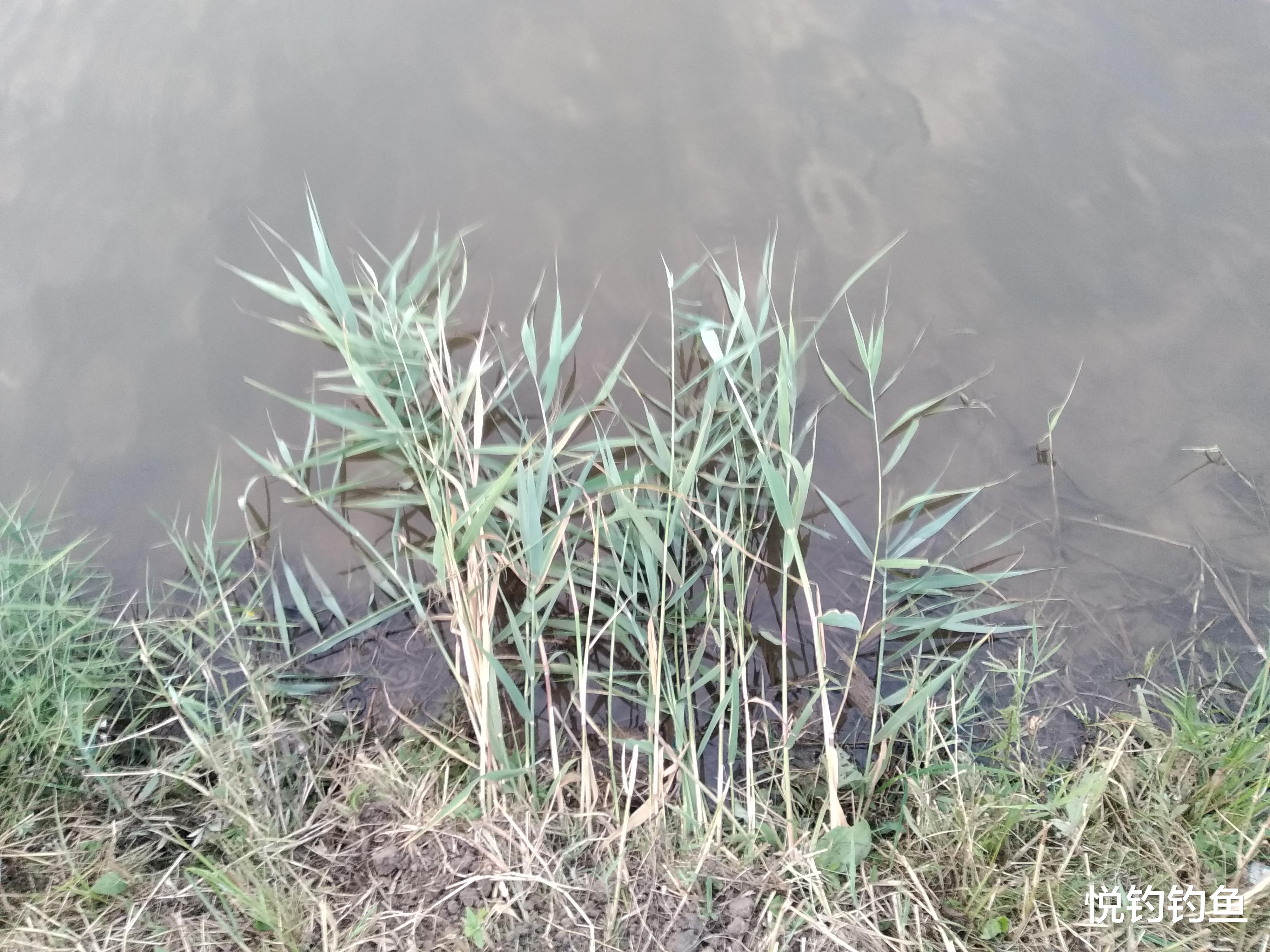 水库|我就纳闷了,为啥我费大劲配的饵还没人家随手捡的芦苇叶好用呢?