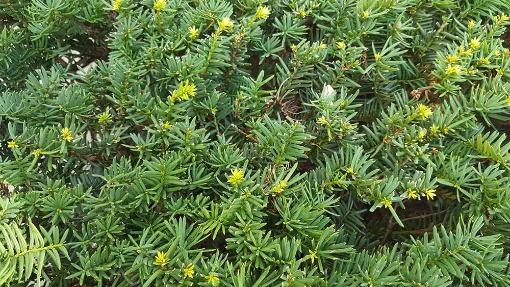 庭院设计| 8种可以做围墙的植物,围上一圈,让你的院子优雅又美观