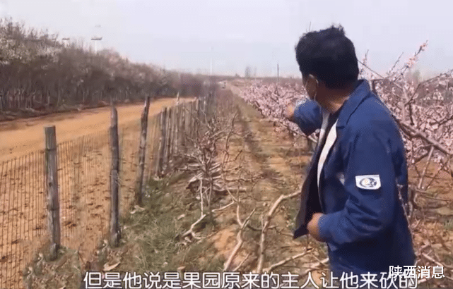 陕西消息 73棵桃树被砍，砍树者已找到，损失竟然还要果农自己来承担？