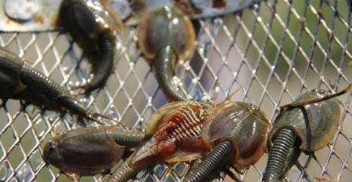 运势 当爆发地震或大水之后，很多地方都出现了十分罕见的“史前生物”