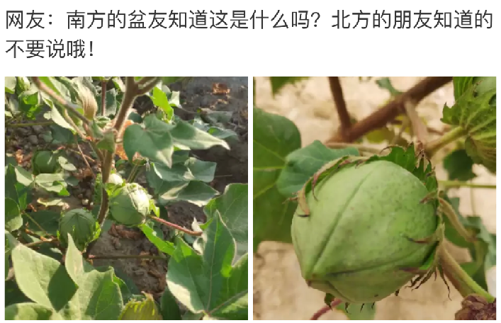 小爱 “暗恋了十年的女生，我要用怎样一句话打动她”哈哈哈哈可能会很难！！