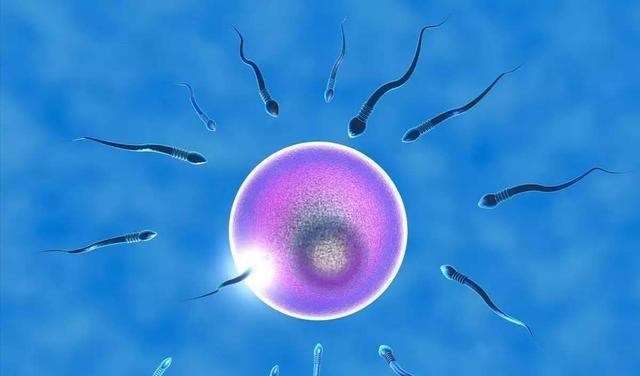  当人类精子与卵子成功结合，它们会释放“锌焰火”庆祝