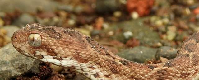 眼镜王蛇 2米多长的眼镜王,毒性有多强?如果被咬到是否有生还的可能