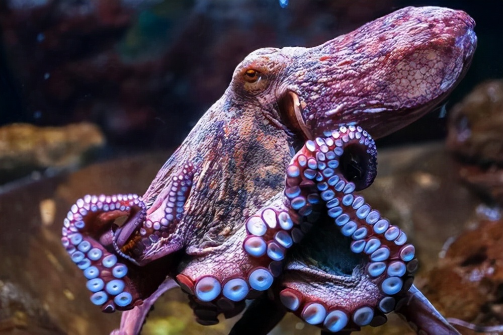 太空 章鱼是“外星生命”？建造海底城市，过群居生活，科学家疑惑了