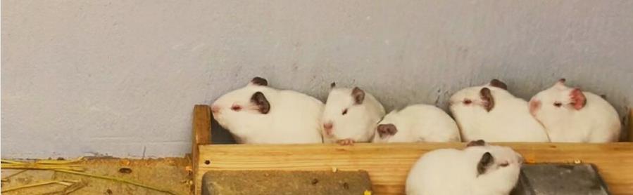  仓鼠身上会不会携带细菌