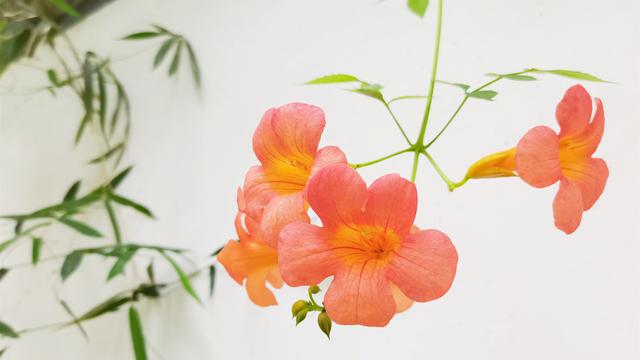 清醒姐星座|看似花心，实则让人安心的星座，值得你托付一生