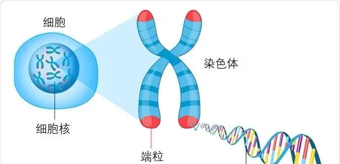 干尸|2009年失踪的乌龟突然出现，但已成干尸：为什么不能活千年万年？