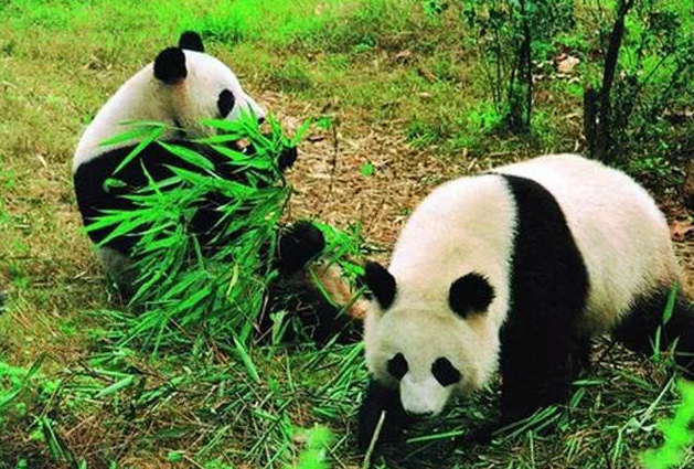 科学家 为什么现在很少提“克隆”了？“多莉羊”的一生就是答案，太可怜