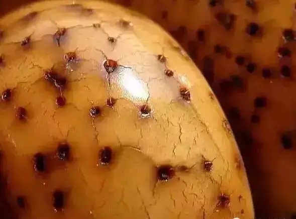 星月菩提|星月开片儿了需要注意些什么吗