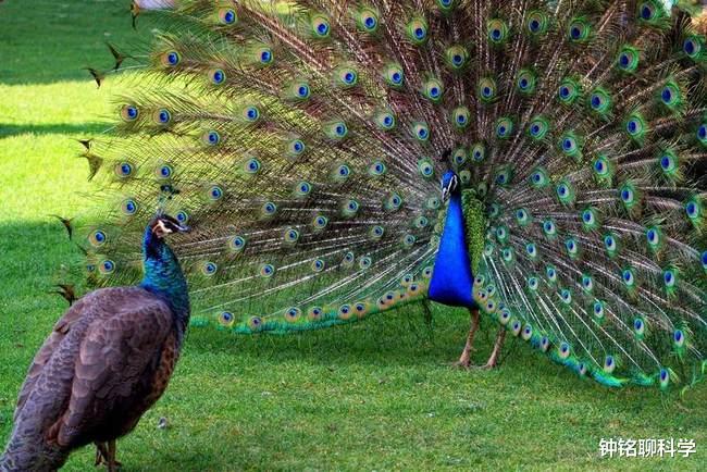 后代 雄性的生殖竞争有多激烈？答：就连精子都要参与战斗