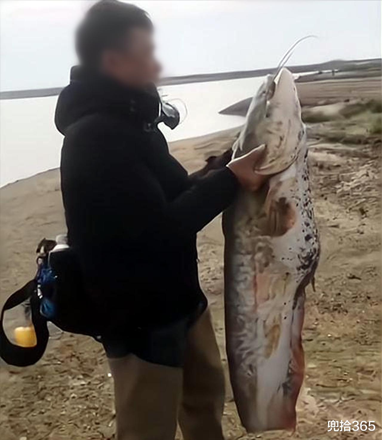 江西|江西一男子野钓收获“鲶鱼王”，1.3米长62斤重，网友：放生