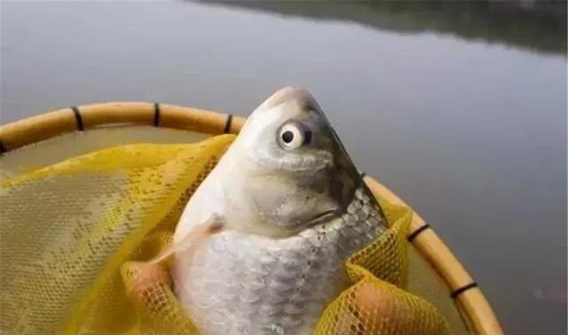 饵料|夏季钓鱼杂鱼太多，不妨试试这款自制饵料，野钓黑坑都能用