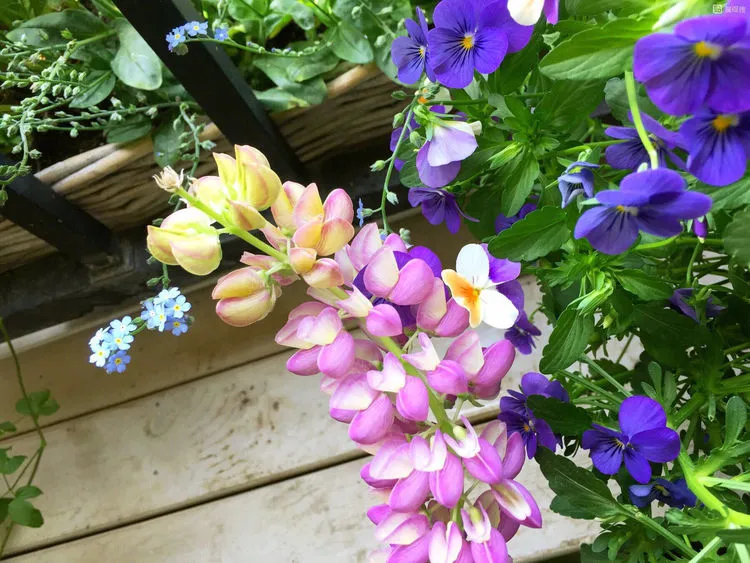 30㎡阳台改造的植物花园,网友直呼:这是我见过最美的阳台花园