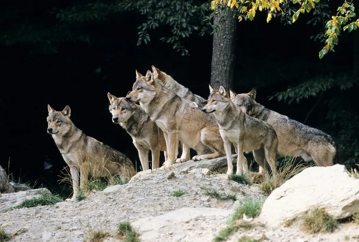 基因 狼群是老虎的天敌吗?从俄罗斯的情况来看,恰恰相反