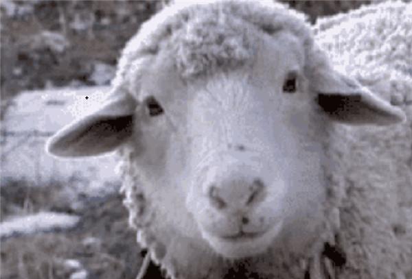 男性阉割后可延长寿命?研究表明阉割雄性动物可延长寿命60%