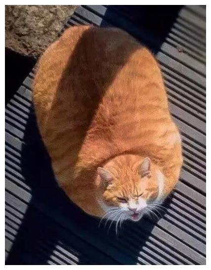 橘猫|橘猫去农村呆了几个月，体重增飙到16斤，画面壮观！