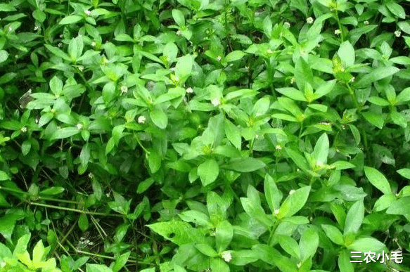 花生|比水葫芦可怕,被吃掉拉出来还能继续生长,水花生真一无是处吗?