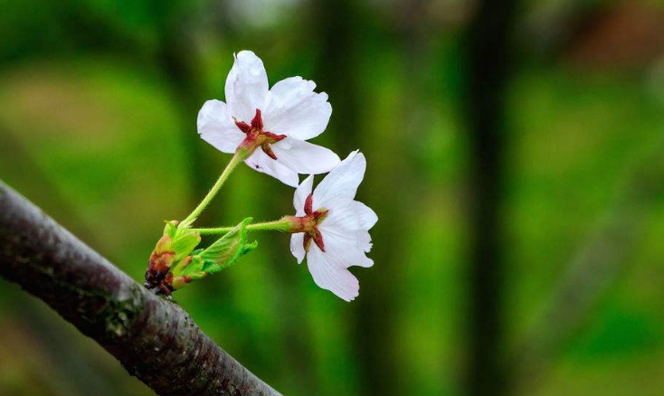 秒懂星肖|8月后半月，有贵人领路，诸事大顺，日进斗金的生肖