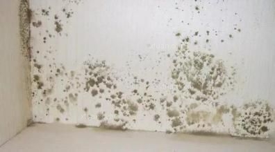 家里墙面为什么会发霉,如何处理