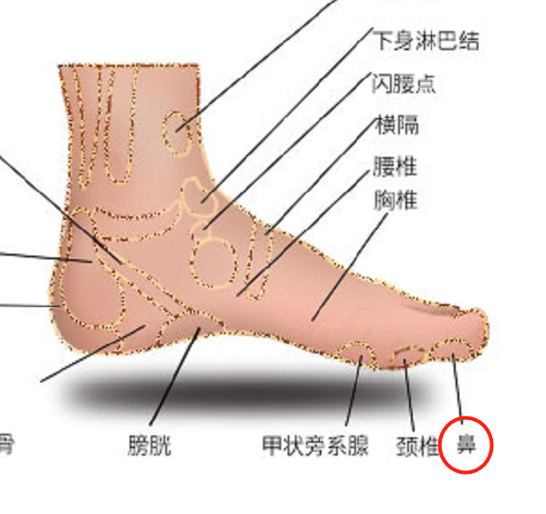 大种健康|中医全息--鼻部穴