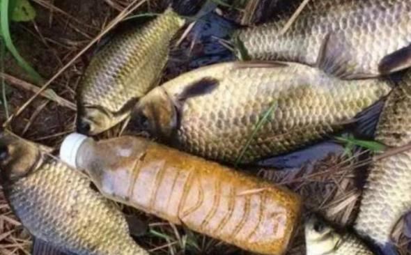 钓鱼|实话跟你说，这套特色鲫鱼钓法，简单又好用