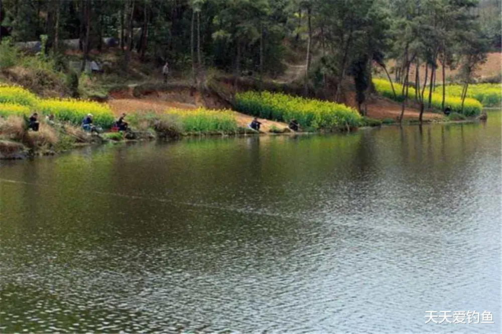 清明节|惊蛰到清明，这几种天气鲫鱼最好钓，随便钓，大鲫鱼也能连竿上
