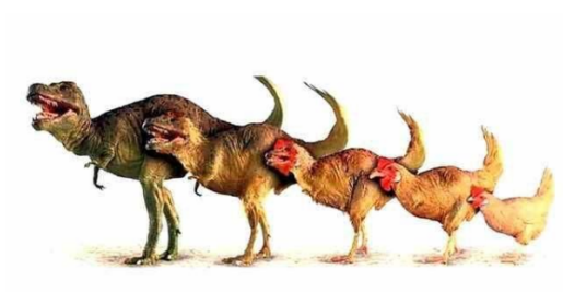 霸王龙 鸡和霸王龙居然有点血缘关系！惊不惊喜，意不意外？